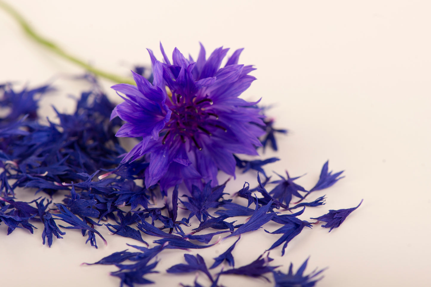 Økologisk Blå Kornblomst