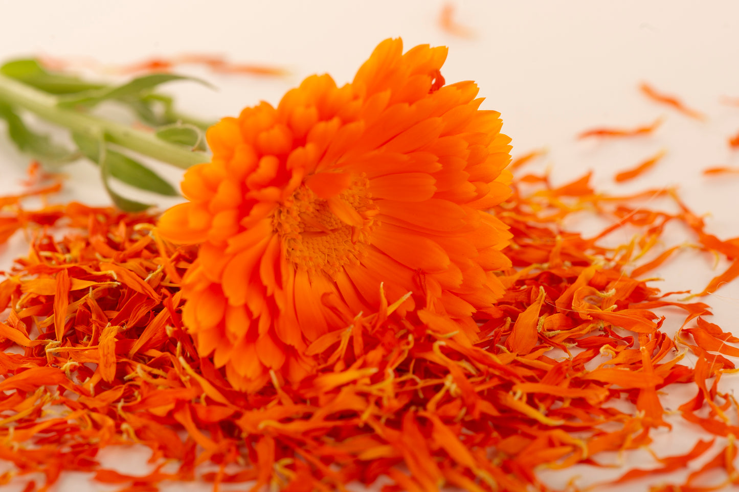 Økologisk Orange Morgenfrue